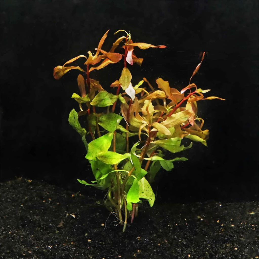 Ammannia Gracilis - Image 2