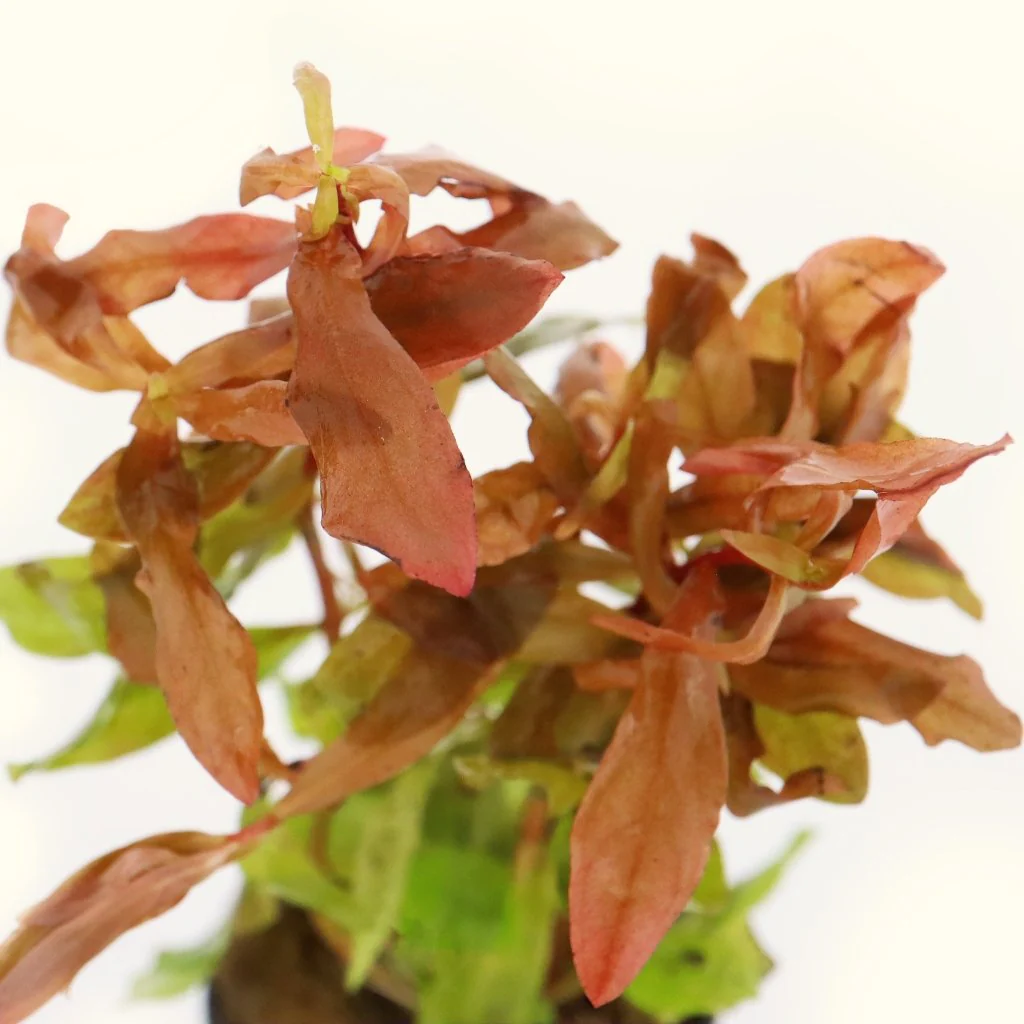 Ammannia Gracilis - Image 3