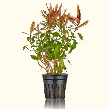 Ammannia Gracilis - Image 5