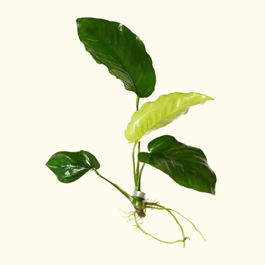 Anubias Barteri