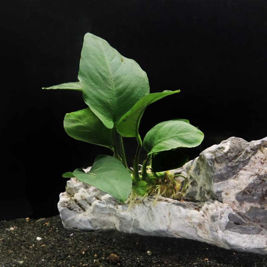 Anubias Barteri - Image 2