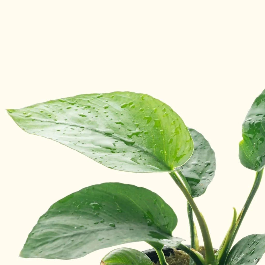 Anubias Barteri - Image 4