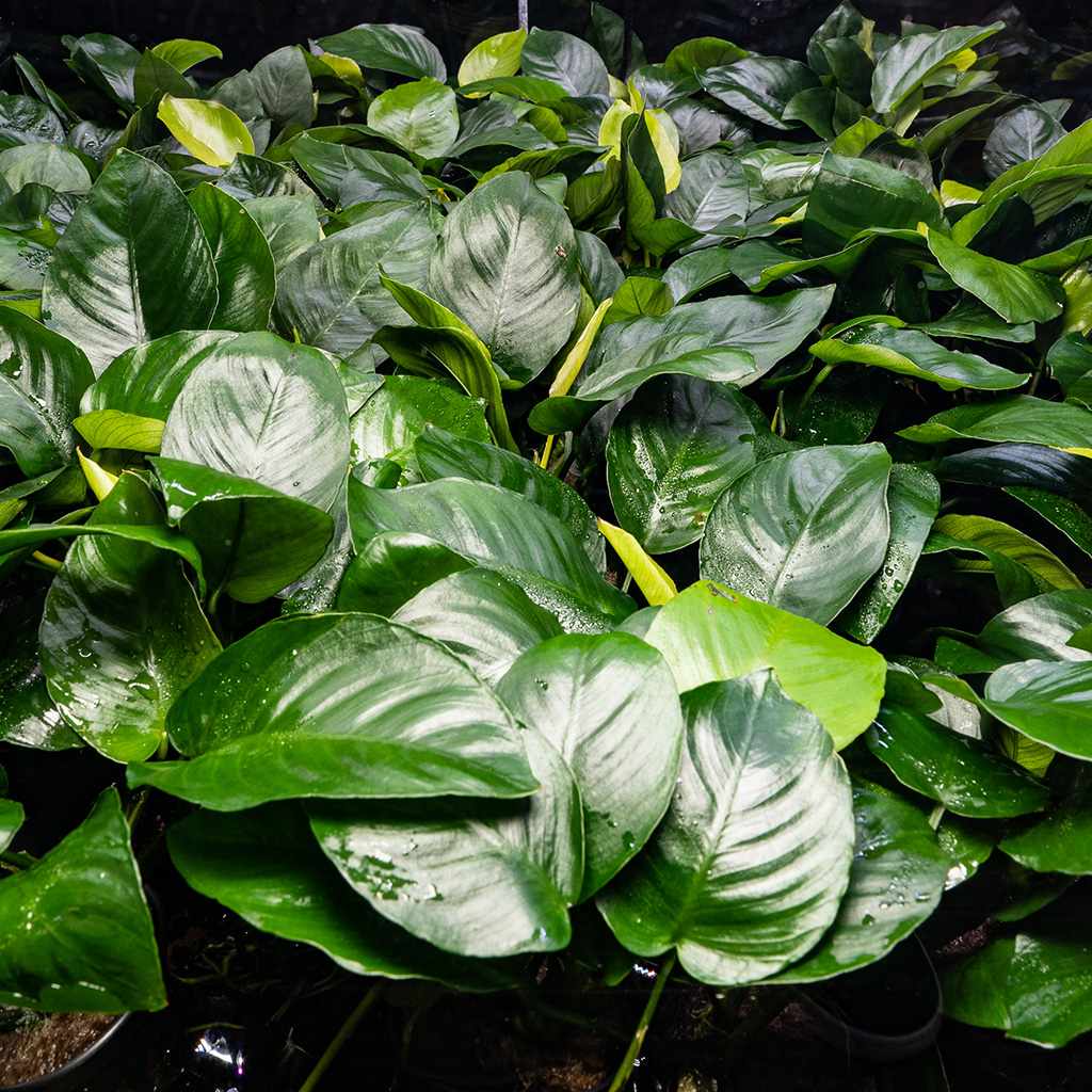 Anubias Barteri - Image 5