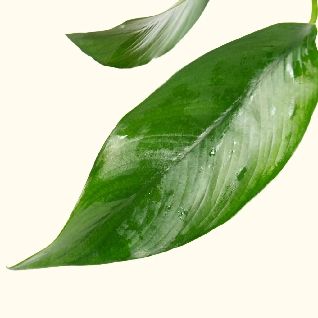 Anubias Hastifolia - Image 3
