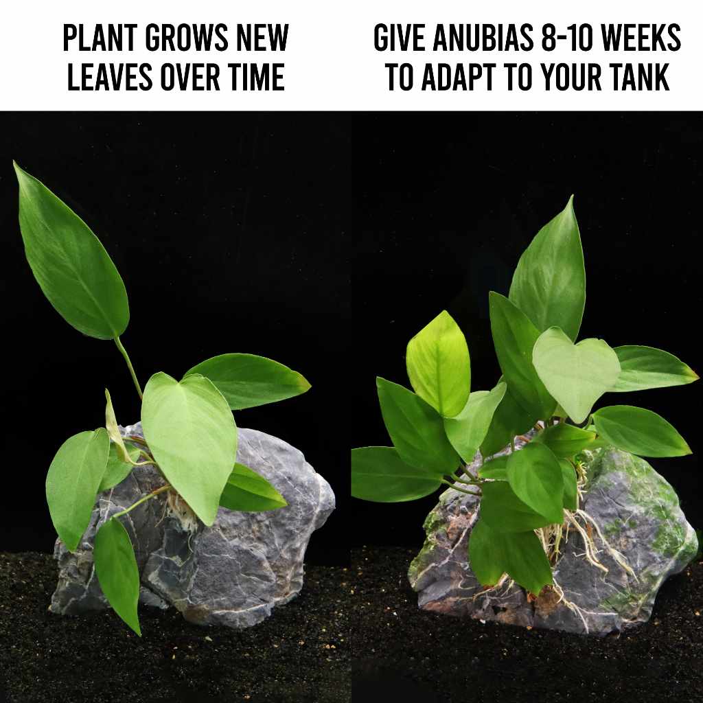 Anubias Hastifolia - Image 4