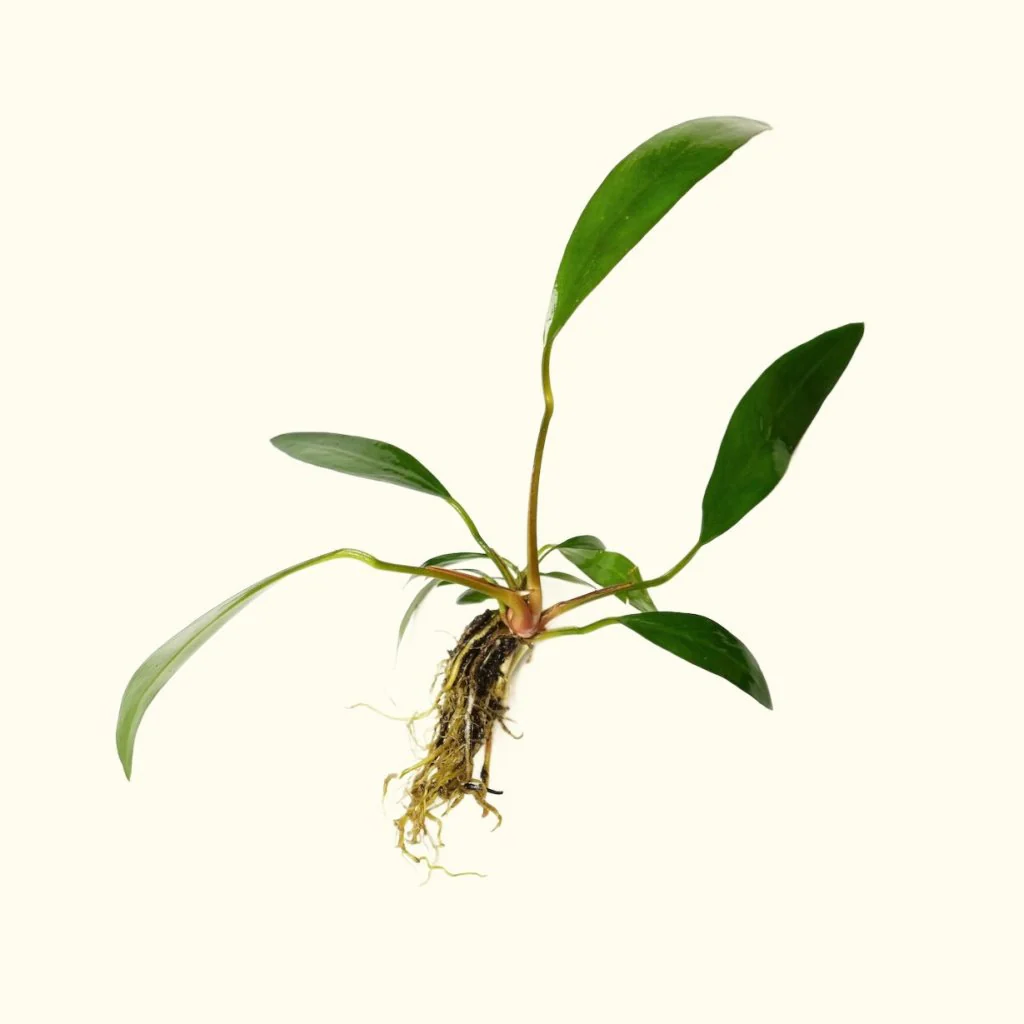 Anubias Lanceolata