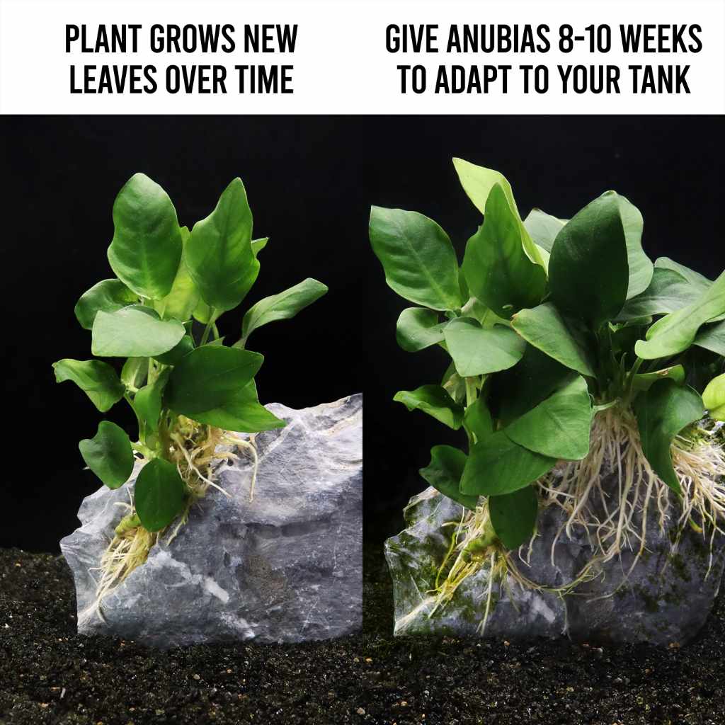 Anubias Nana - Image 3