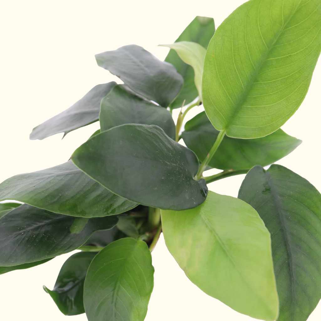Anubias Nana - Image 4