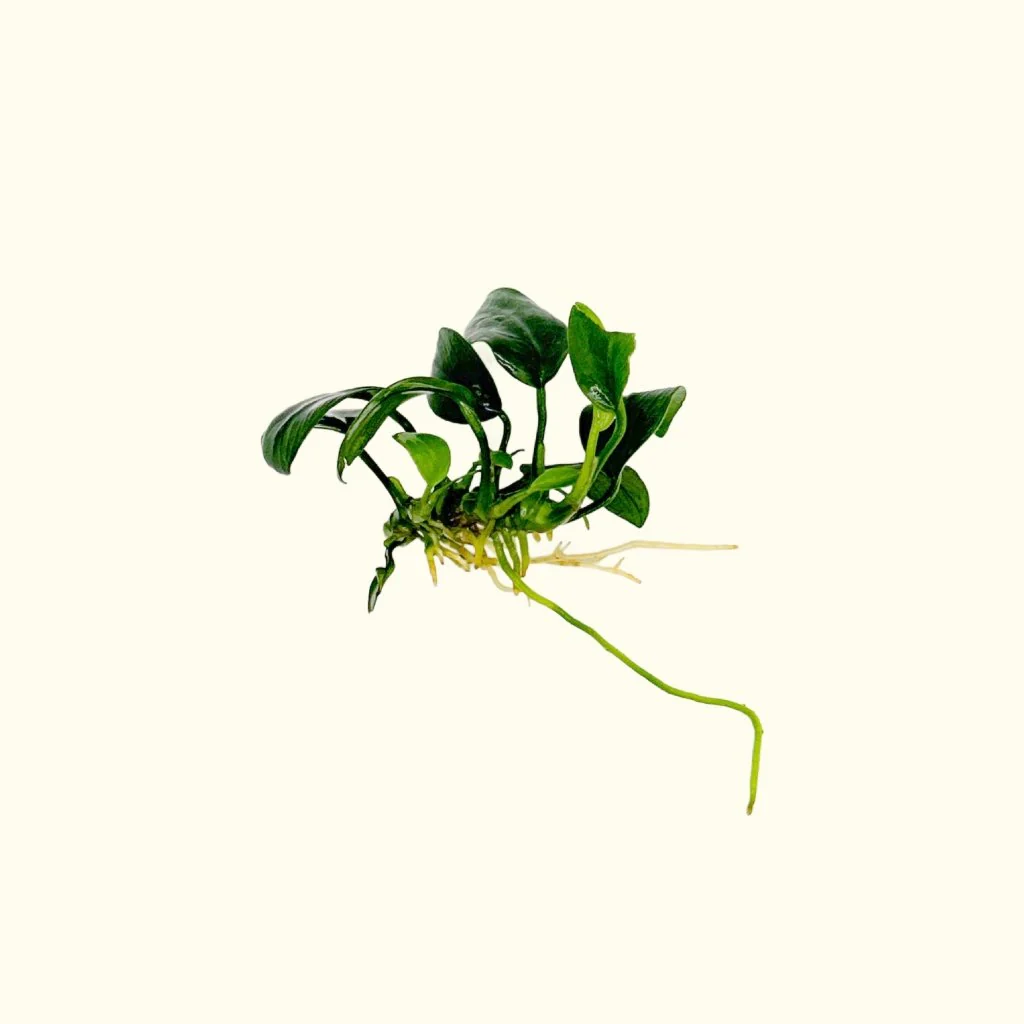 Anubias Nana Petite