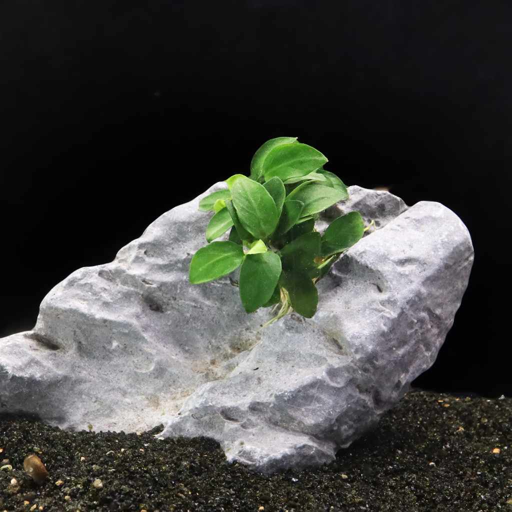 Anubias Nana Petite - Image 2