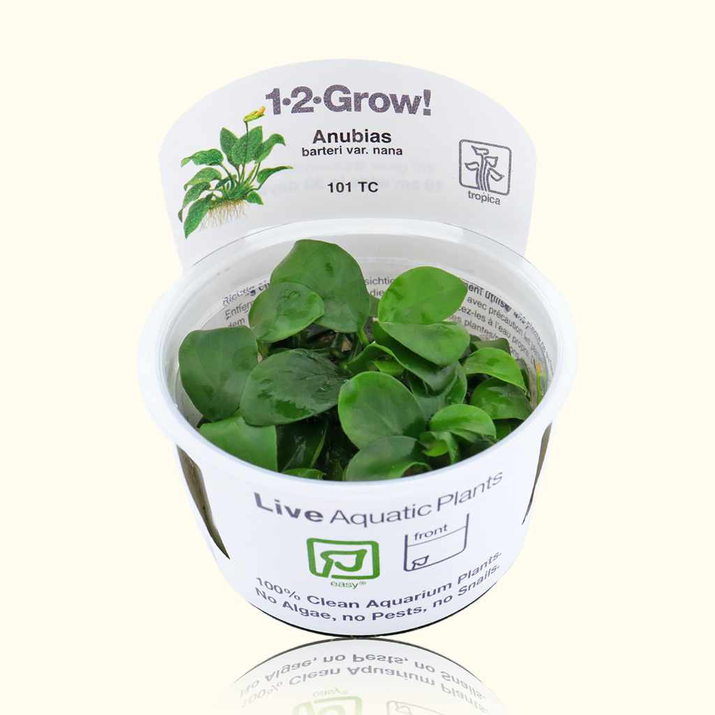 Anubias Barteri Nana Tissue Culture
