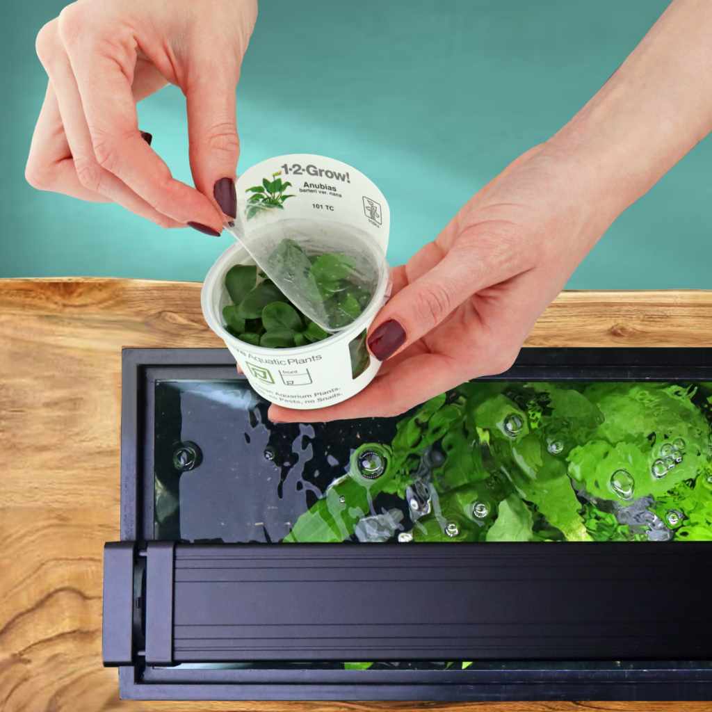 Anubias Barteri Nana Tissue Culture - Image 4