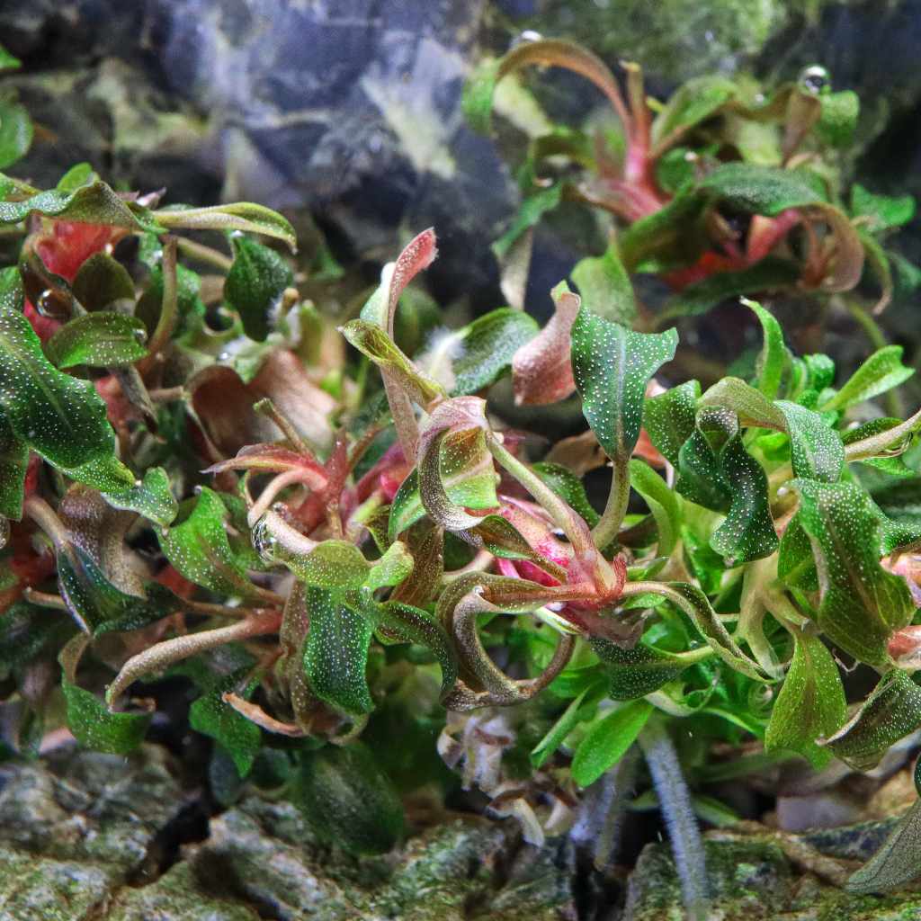 Bucephalandra Kedagang Tissue Culture - Image 2