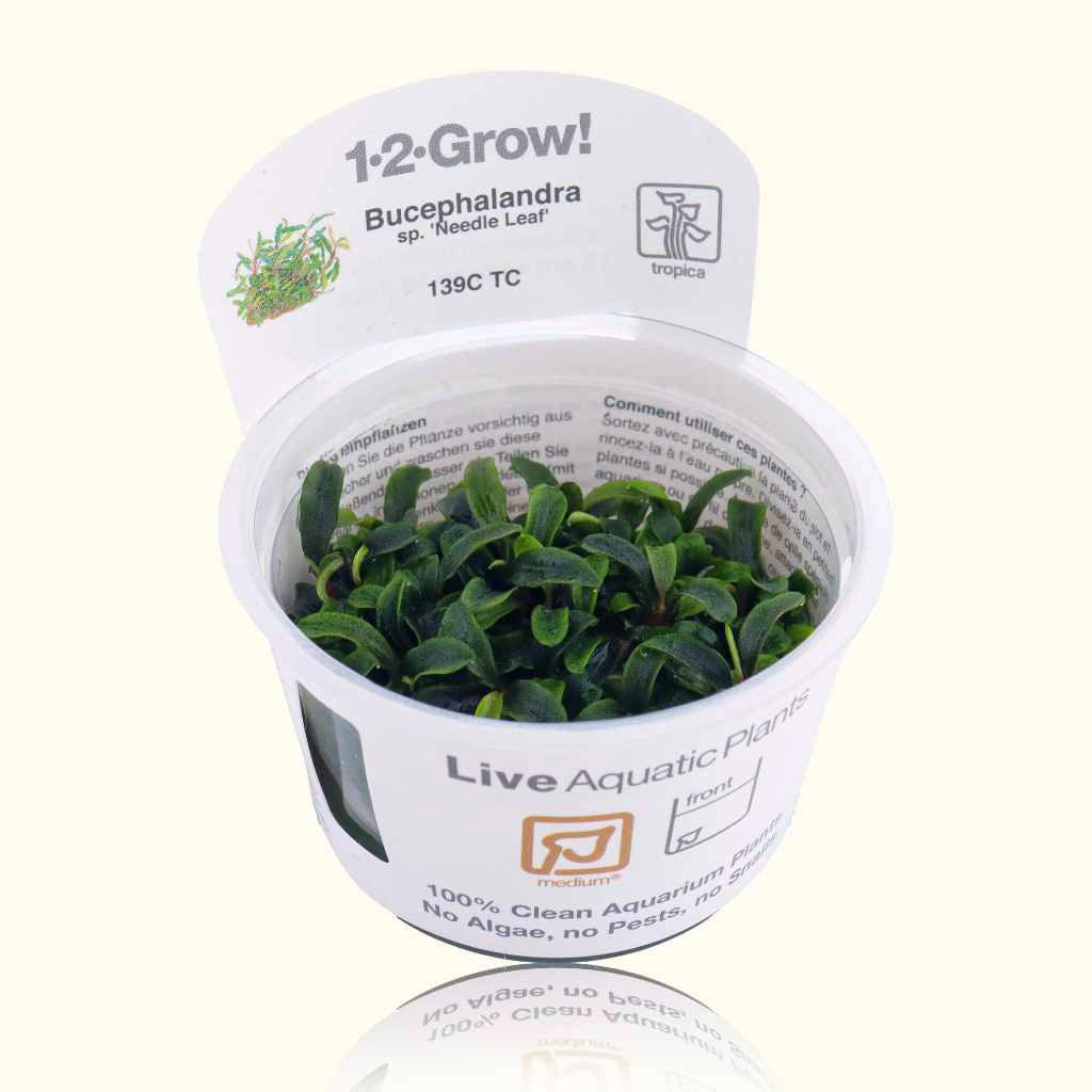 Bucephalandra Needle Leaf Tissue Culture