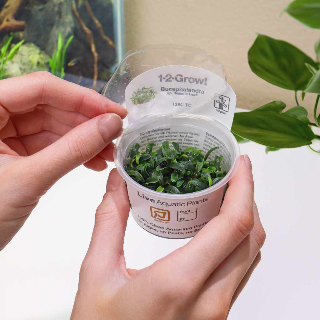Bucephalandra Needle Leaf Tissue Culture - Image 3
