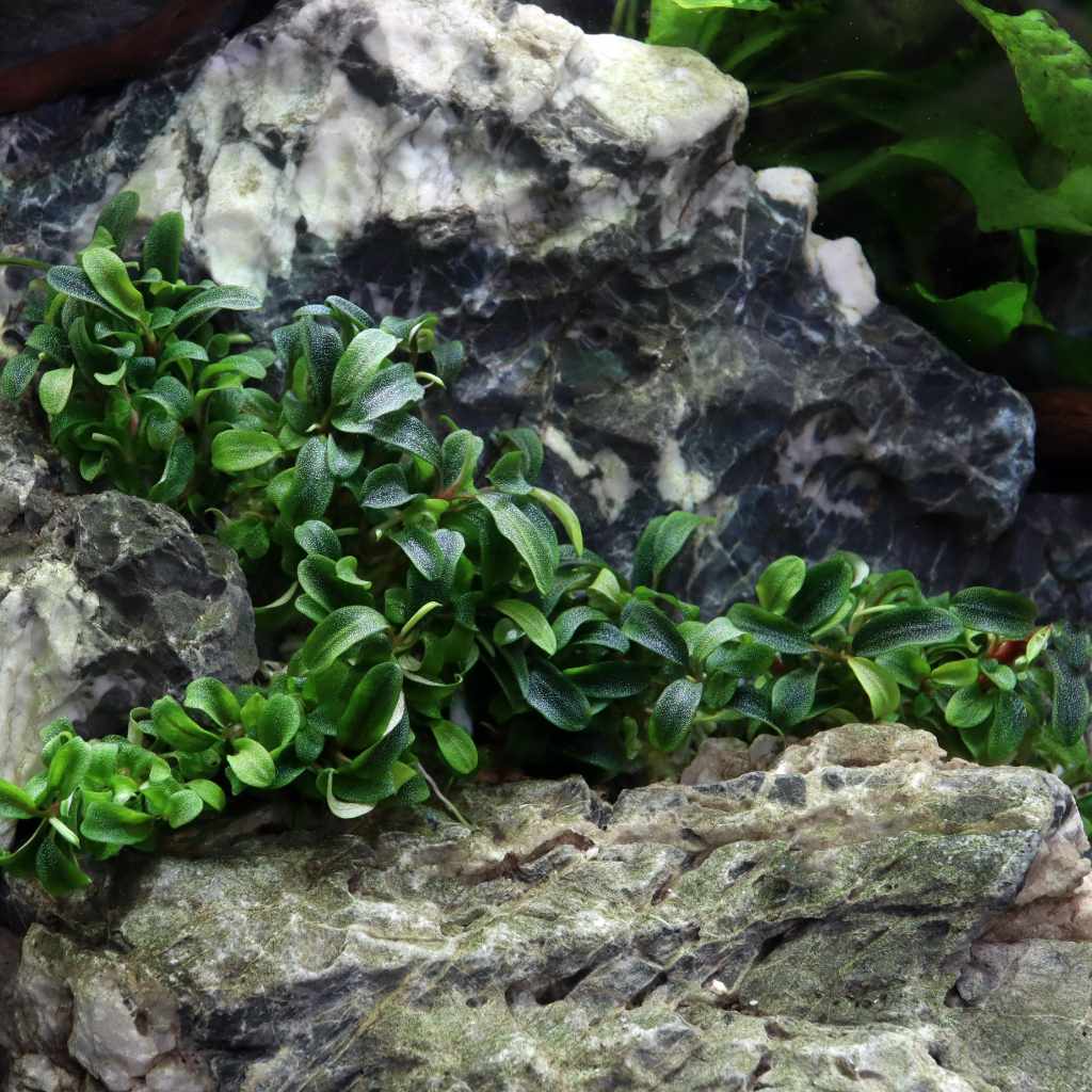 Bucephalandra Needle Leaf Tissue Culture - Image 5