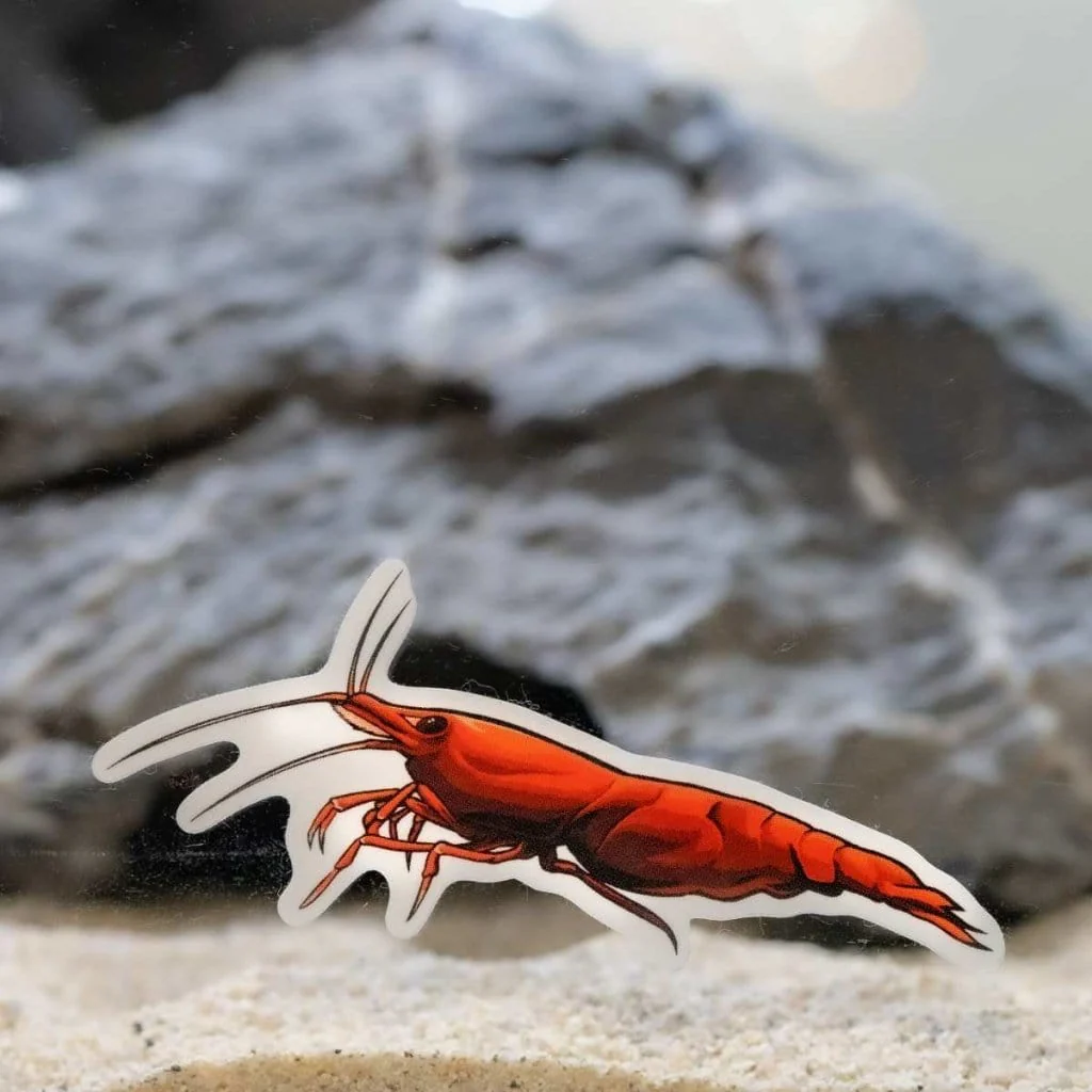 Cherry Shrimp Decal Sticker - Image 5
