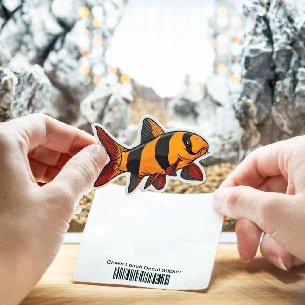 Clown Loach Decal Sticker - Image 2
