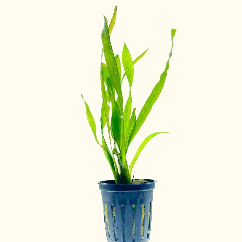 Corkscrew Vallisneria