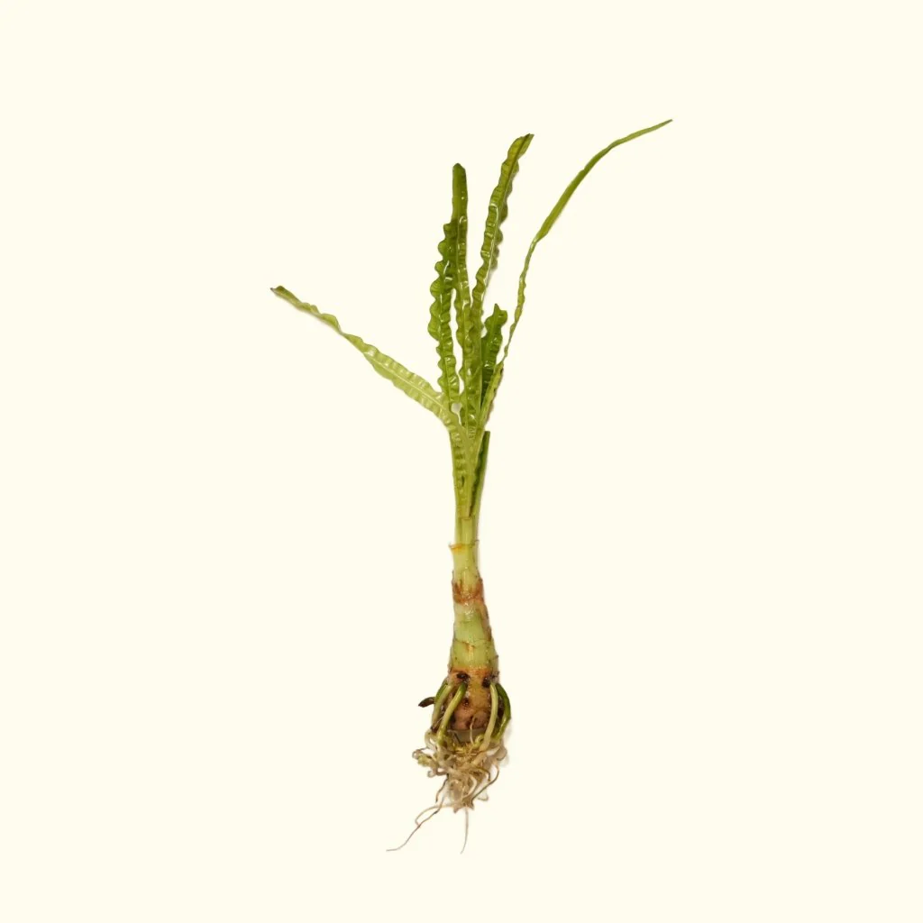 Crinum Calamistratum