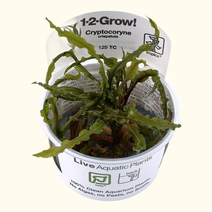 Cryptocoryne crispatula Tissue Culture