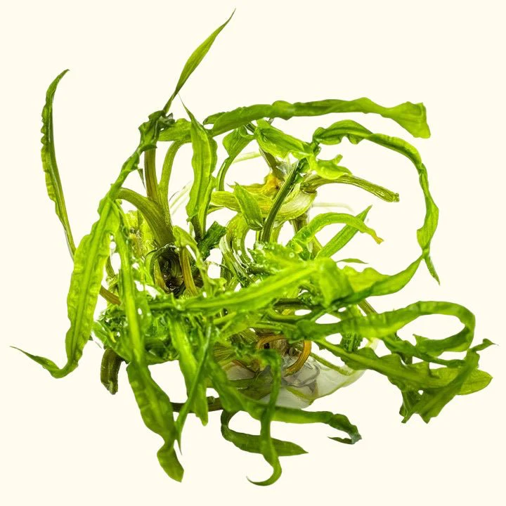 Cryptocoryne crispatula Tissue Culture - Image 3