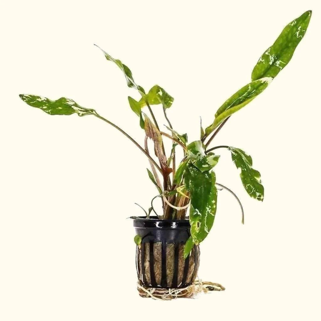 Cryptocoryne Lutea