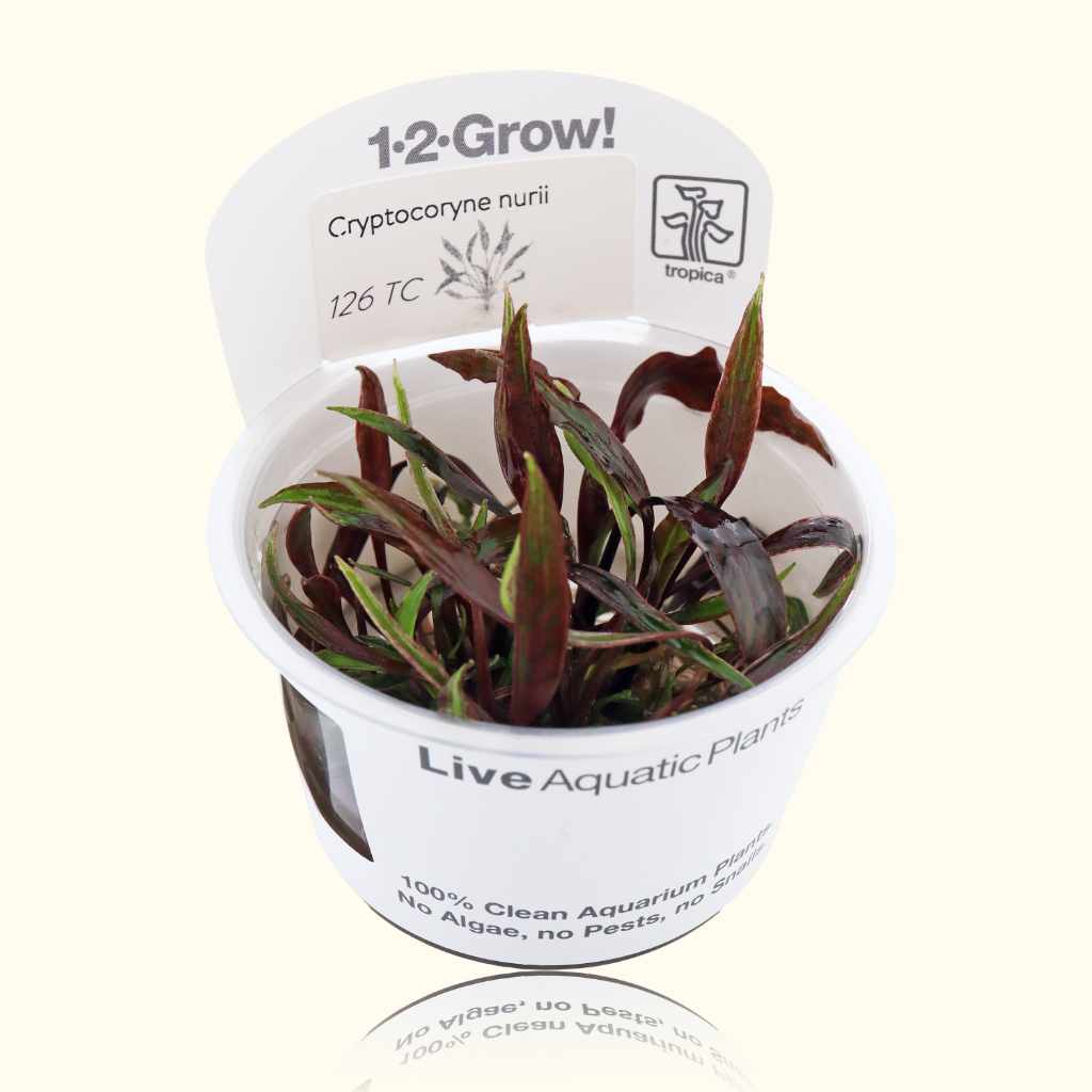 Cryptocoryne Nurii Tissue Culture