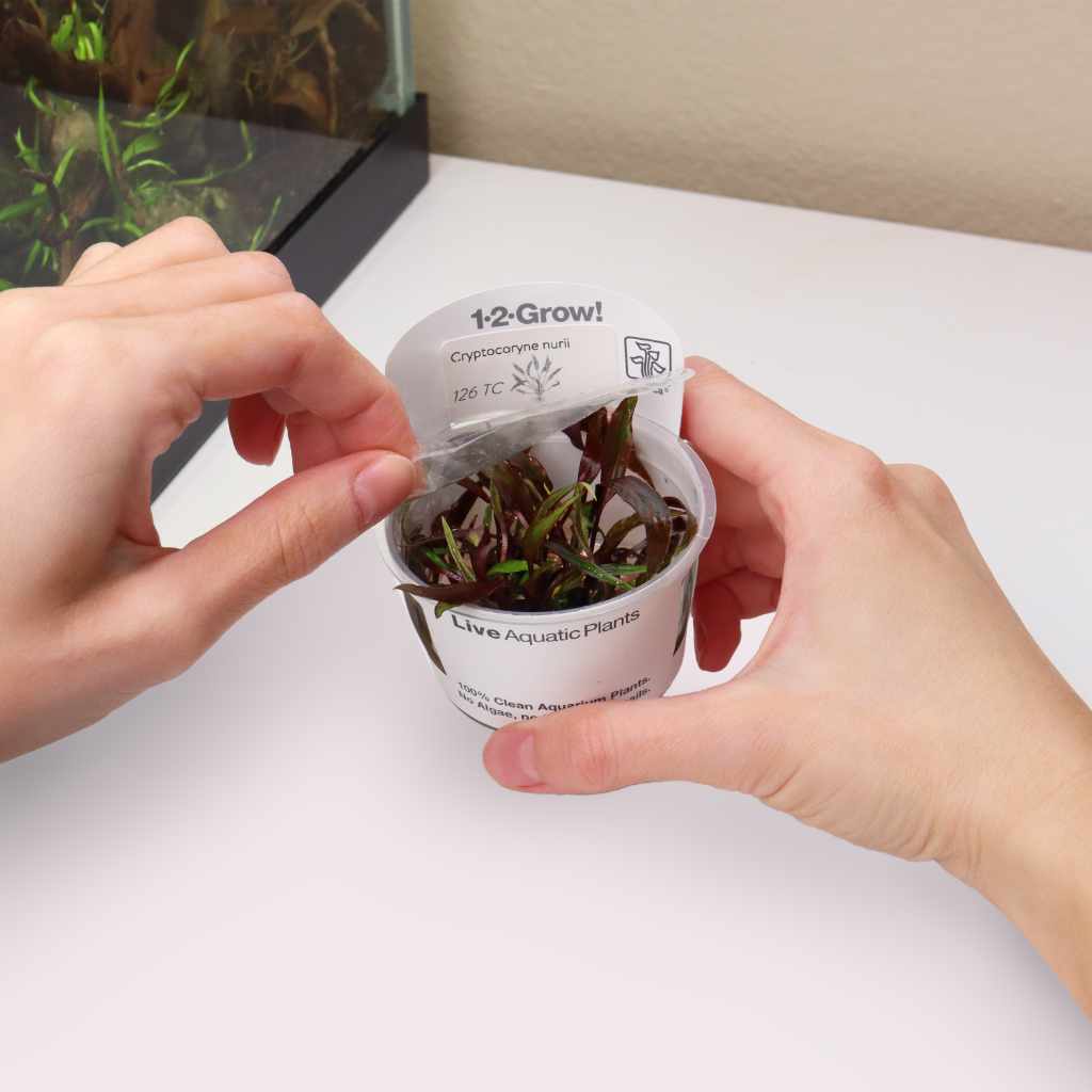 Cryptocoryne Nurii Tissue Culture - Image 3