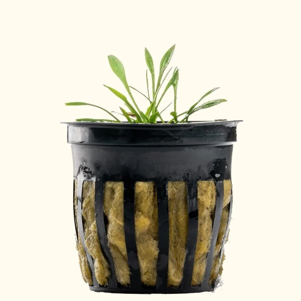 Cryptocoryne Parva