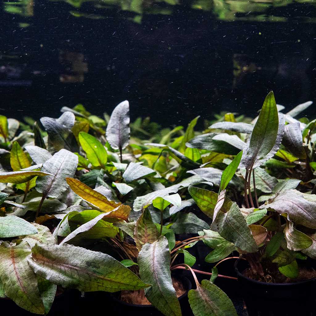 Cryptocoryne Tropica - Image 3
