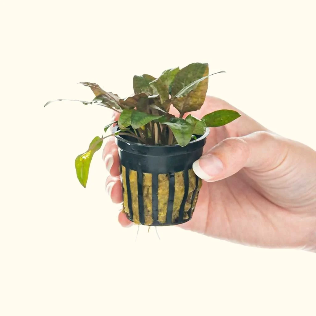 Cryptocoryne Tropica - Image 4