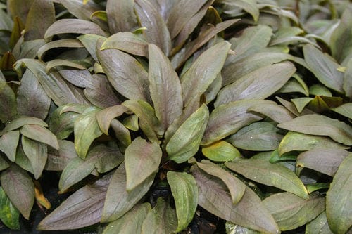 Cryptocoryne Undulata - Image 2