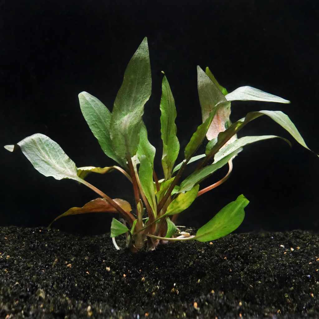 Cryptocoryne Undulata - Image 3