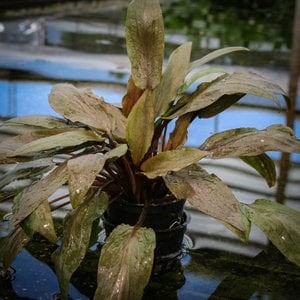 Cryptocoryne Undulata - Image 4