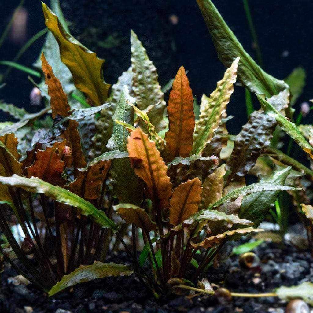 Cryptocoryne Wendtii Red - Image 5