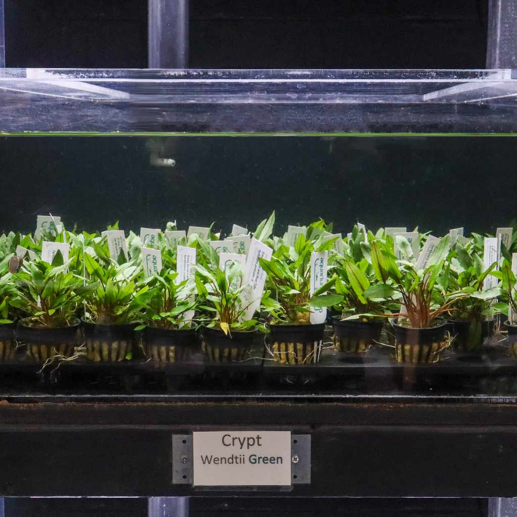 Cryptocoryne Wendtii Green - Image 3
