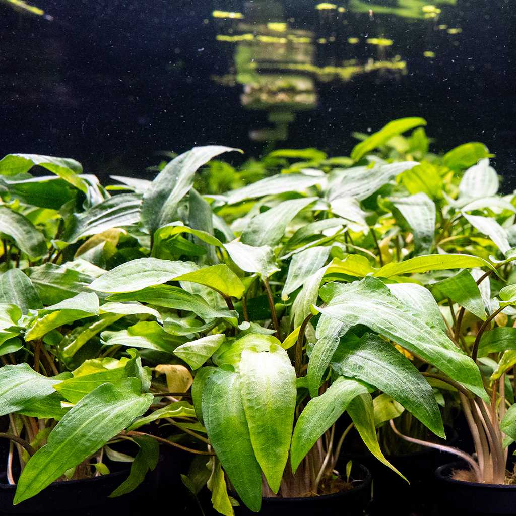 Cryptocoryne Wendtii Green - Image 4
