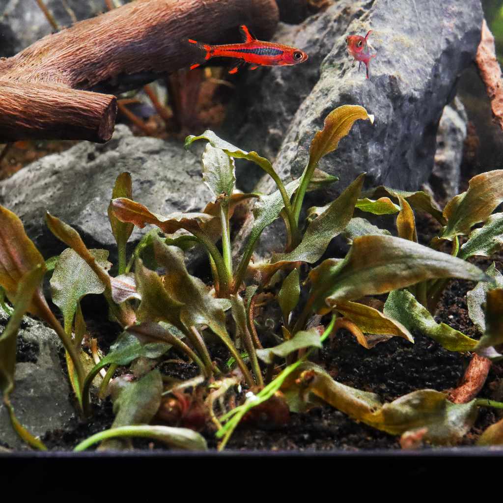 Cryptocoryne Wendtii 'Mi Oya' Tissue Culture - Image 2