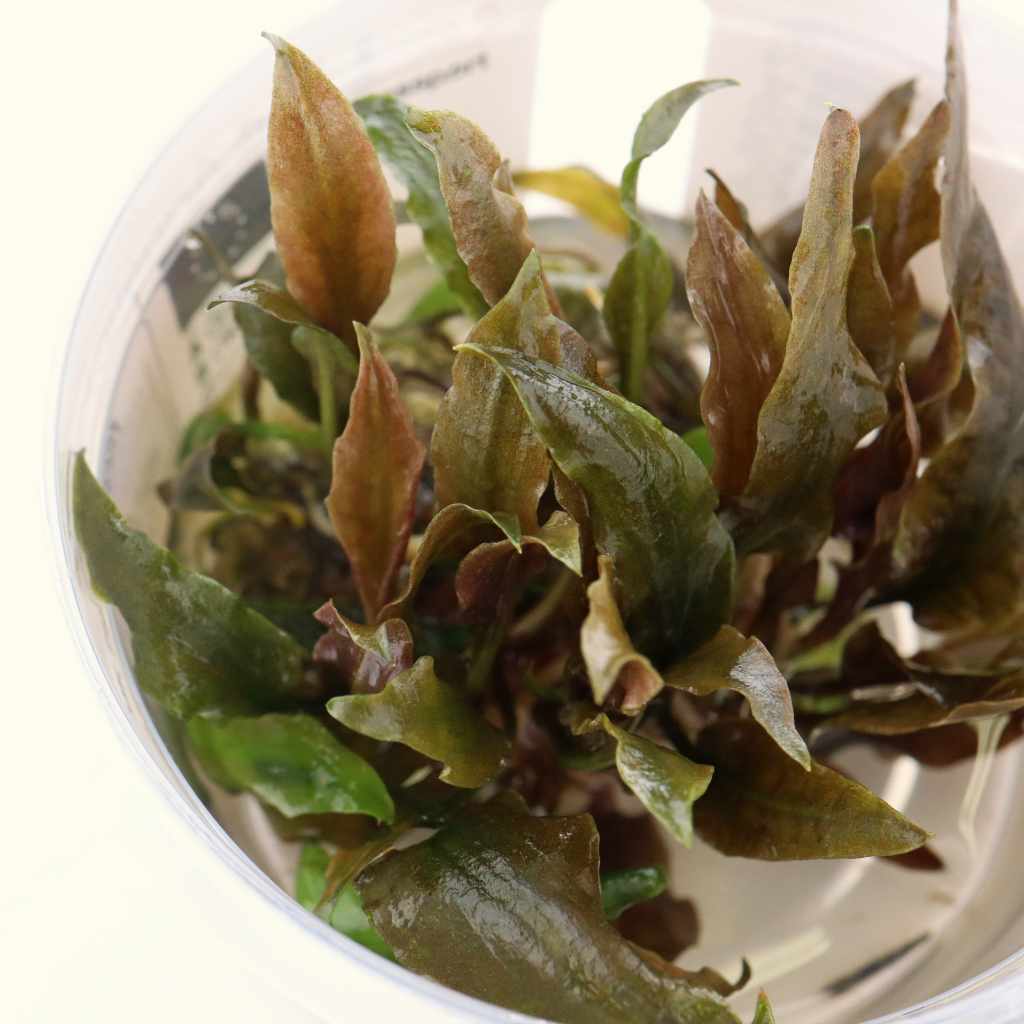 Cryptocoryne Wendtii 'Mi Oya' Tissue Culture - Image 4