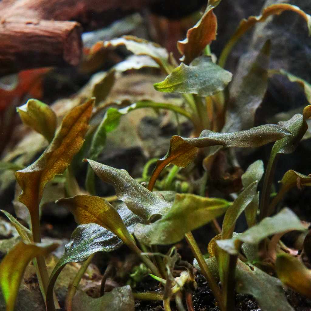 Cryptocoryne Wendtii 'Mi Oya' Tissue Culture - Image 5