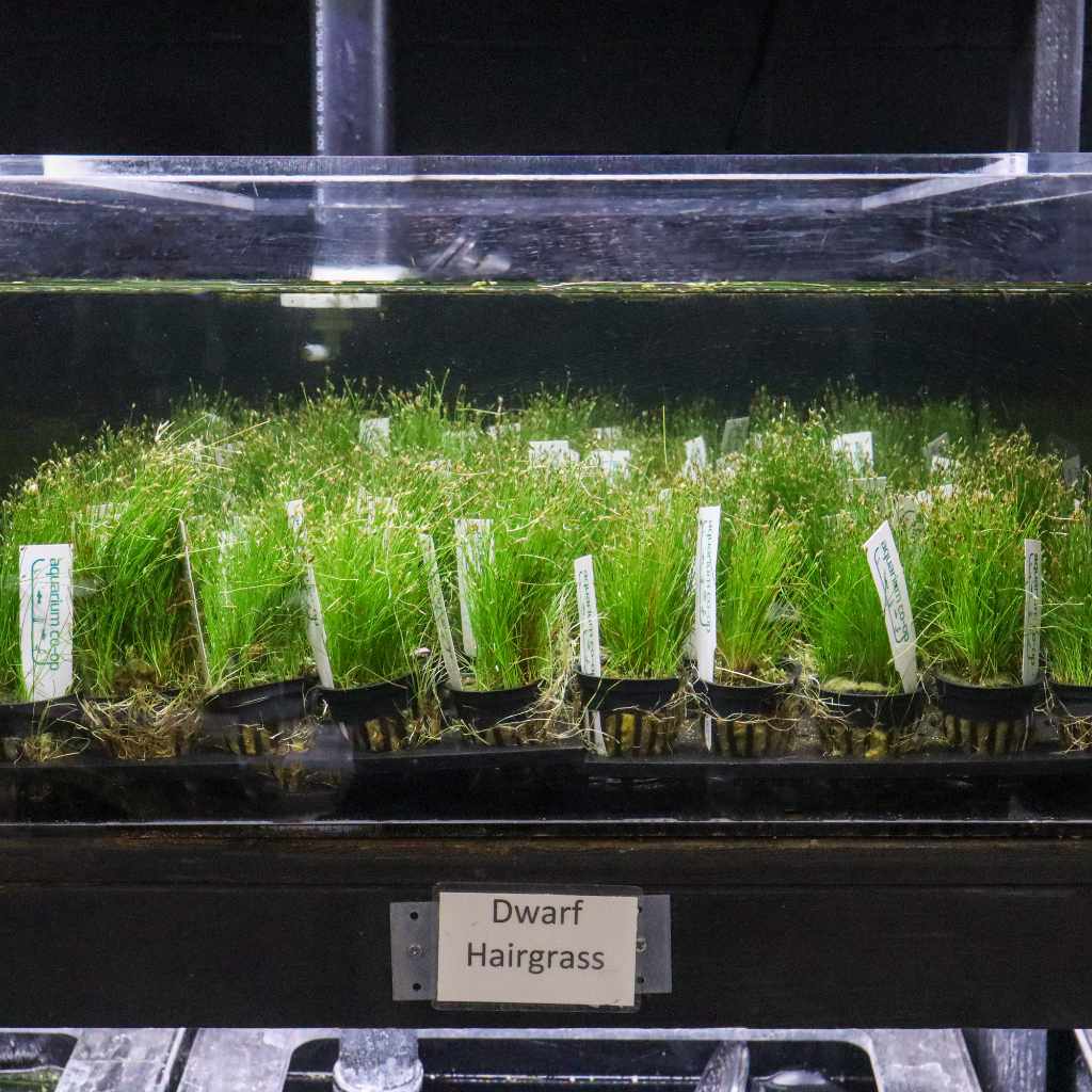 Dwarf Hairgrass - Image 3