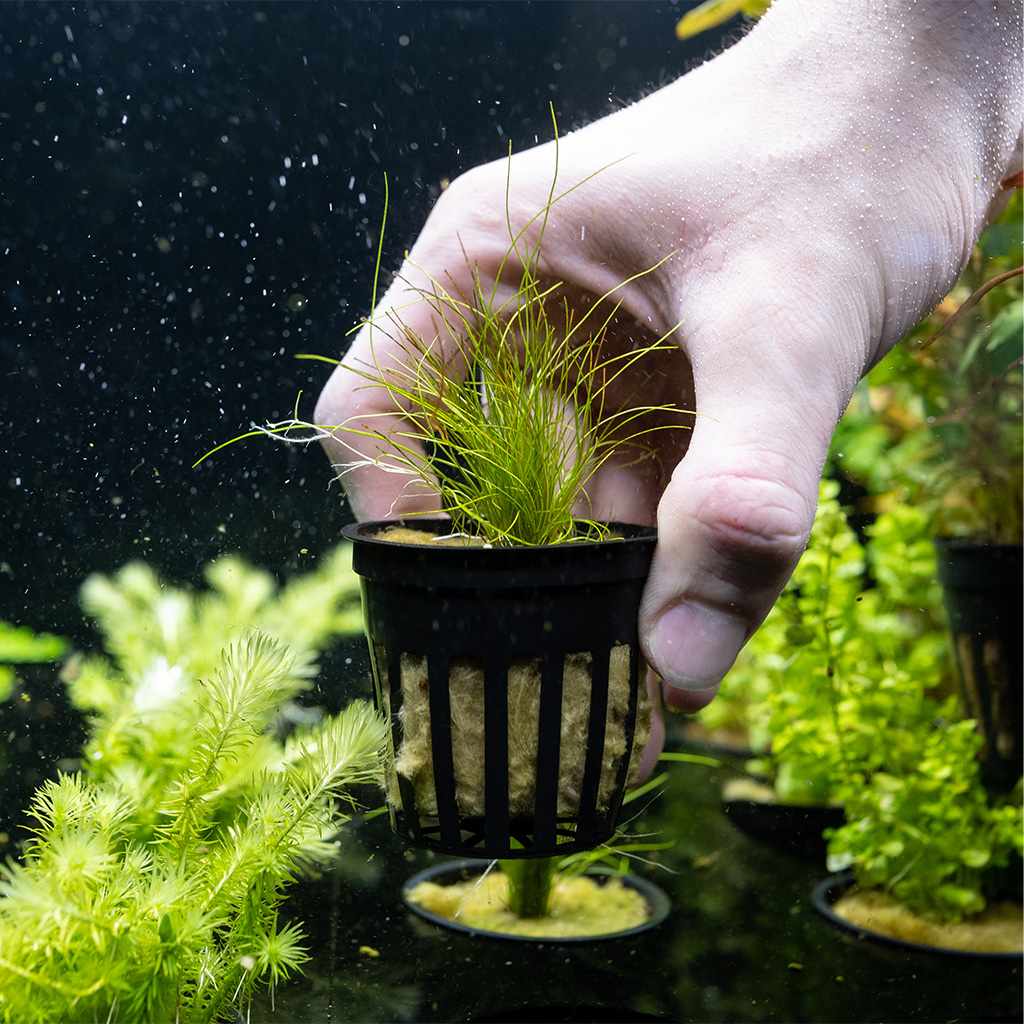 Dwarf Hairgrass - Image 4