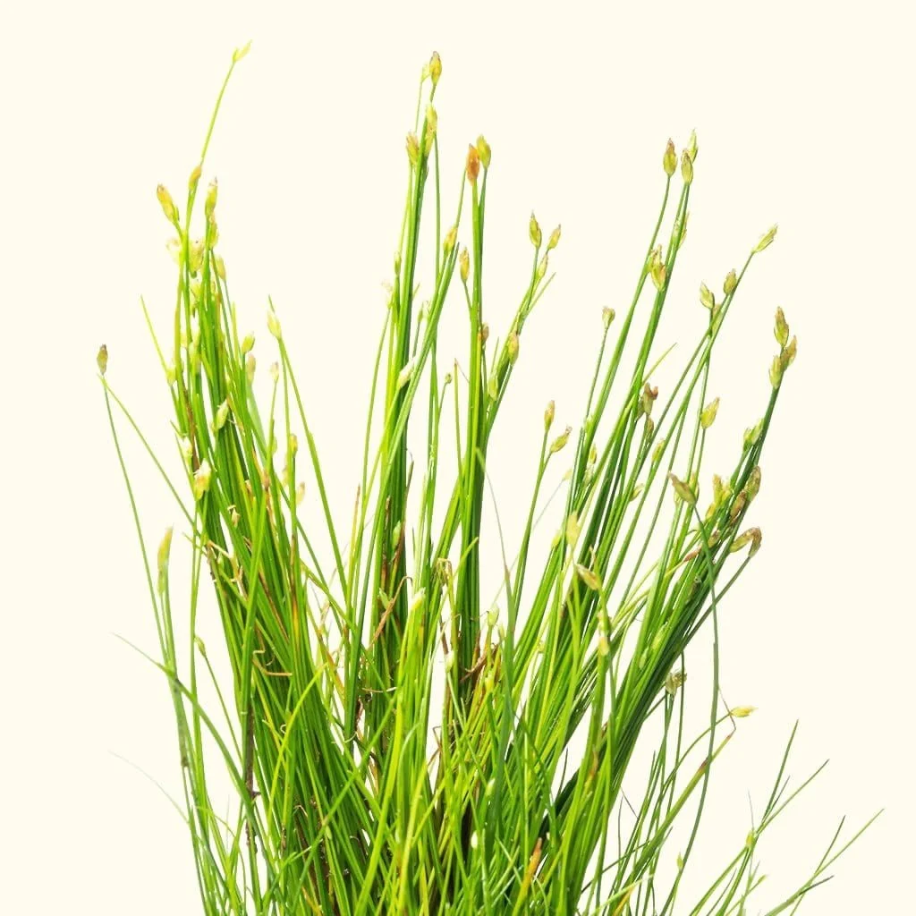Dwarf Hairgrass - Image 5
