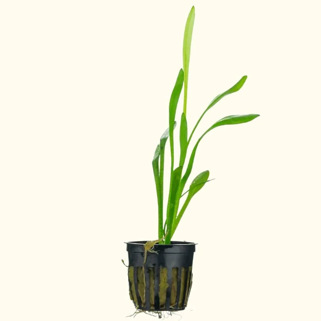 Dwarf Sagittaria