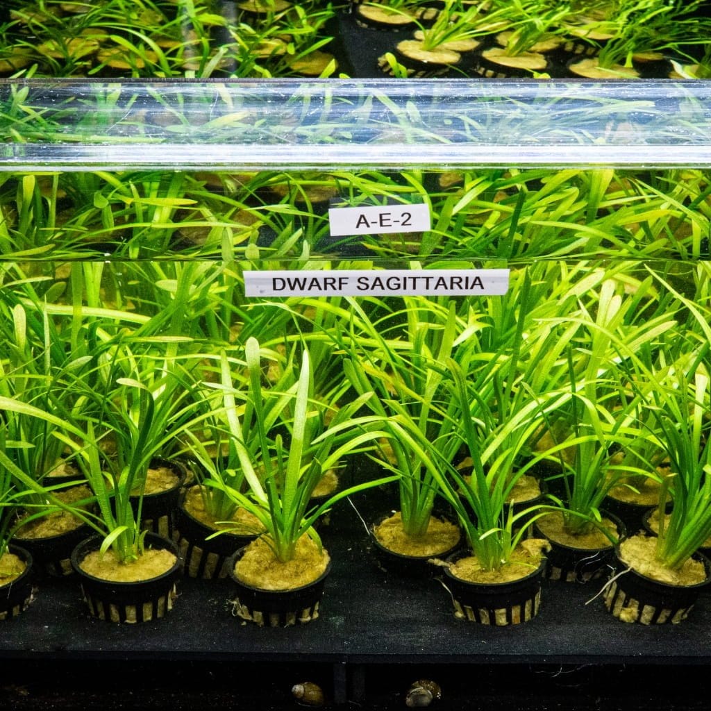 Dwarf Sagittaria - Image 2