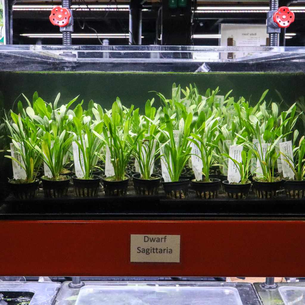 Dwarf Sagittaria - Image 3