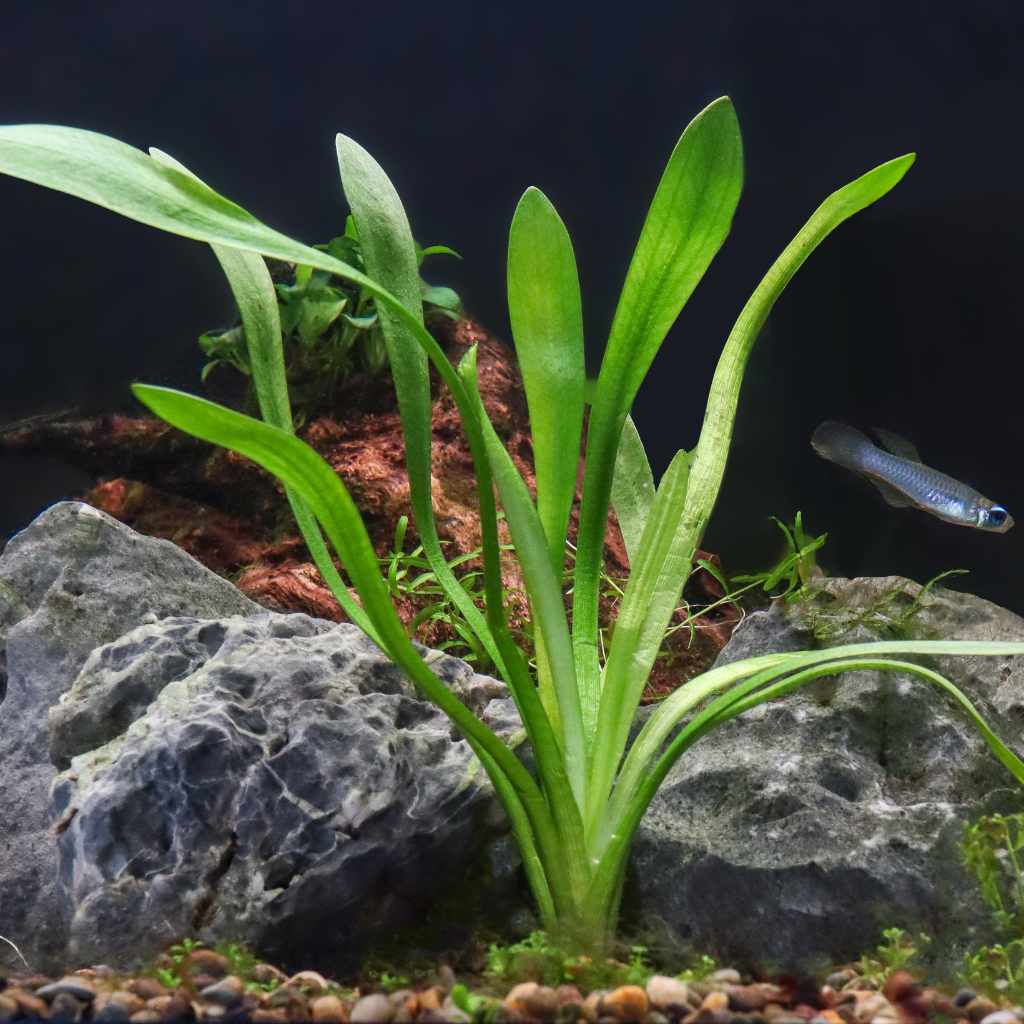Dwarf Sagittaria - Image 4
