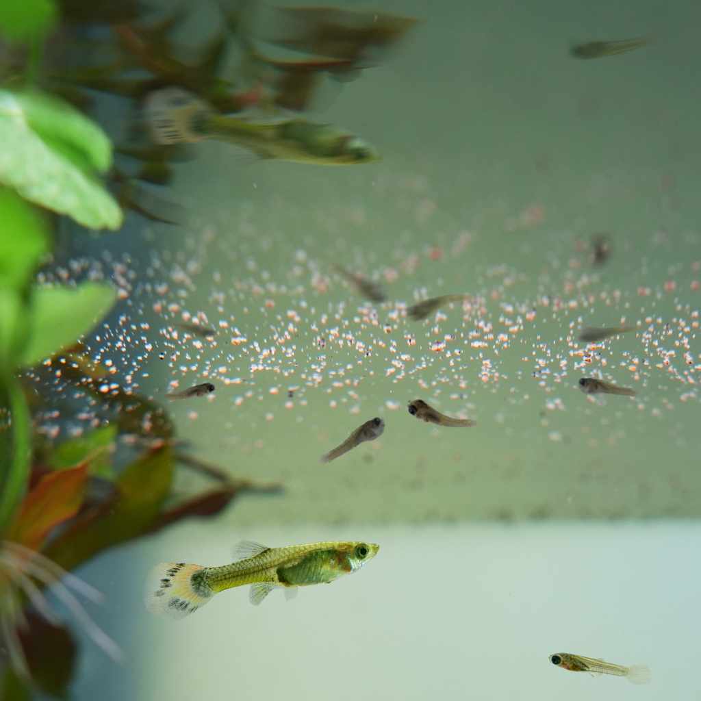 Easy Fry and Small Fish Food - Image 5