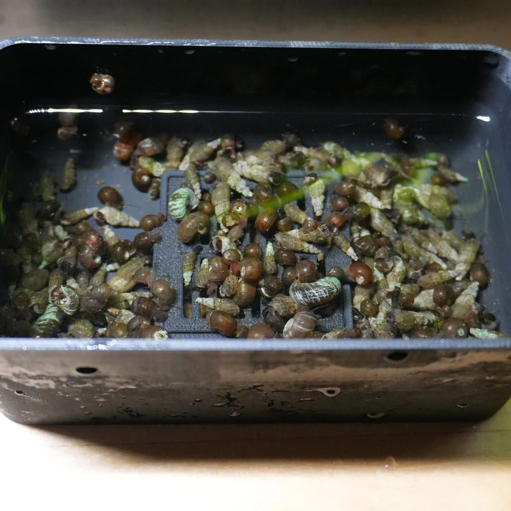 Easy Snail Collector - Image 5